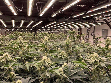 HIGROWSIR LTD-Cannabis Indoor Grow Project in U.S Texas 680W