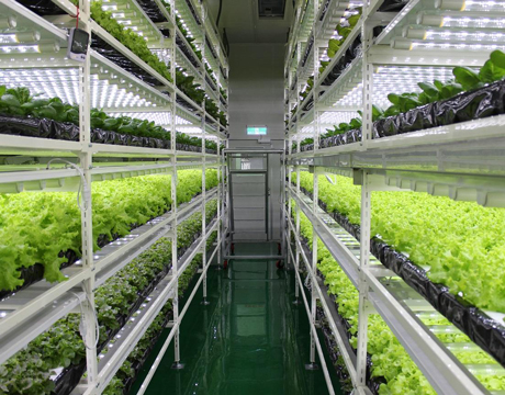 How vertical farming works?